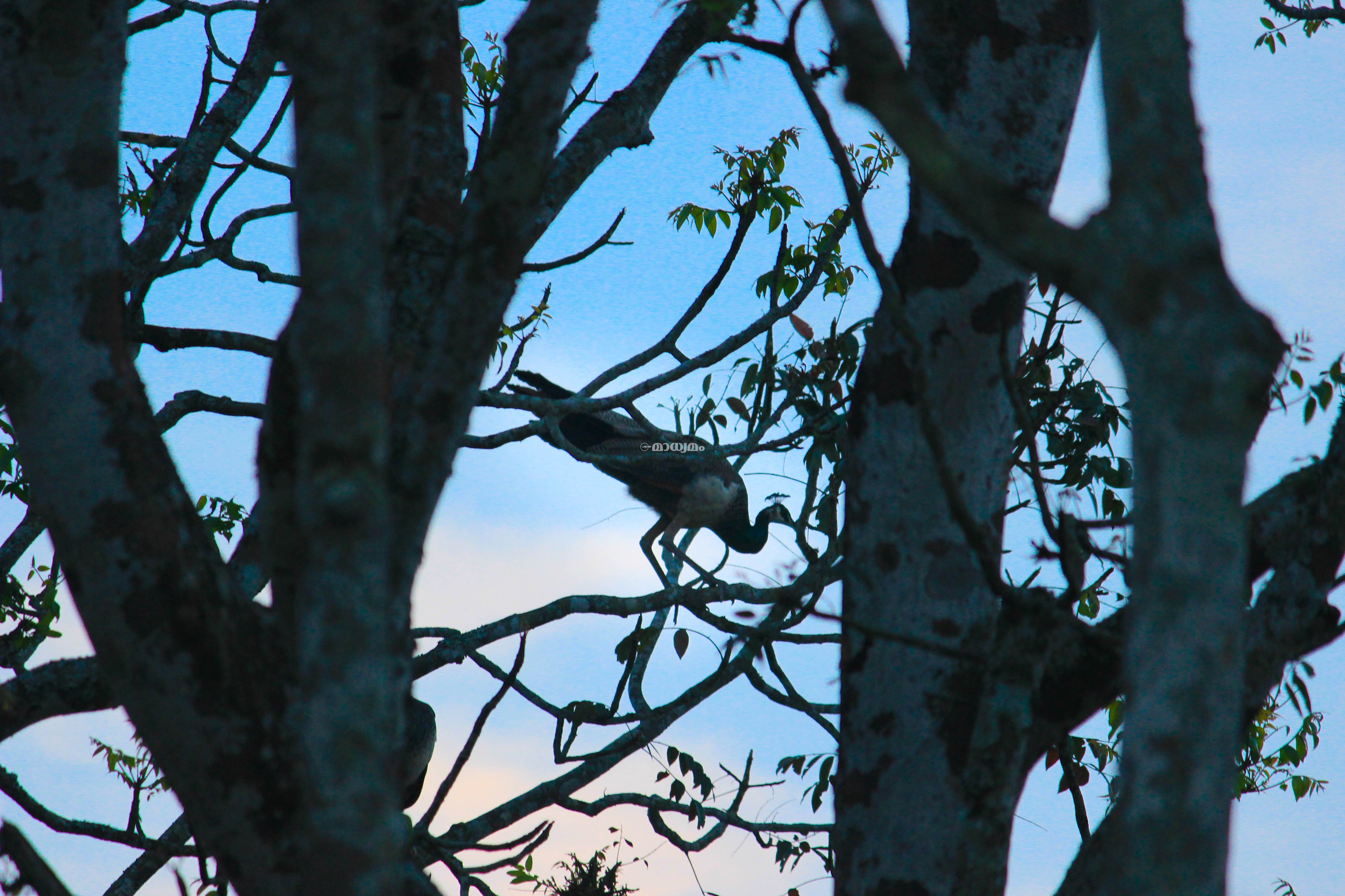 കുങ്കി ആനകളുടെ നാട്ടിലെ മയിലാട്ടം കുങ്കി ആനകളുടെ നാട്ടിലെ മയിലാട്ടം